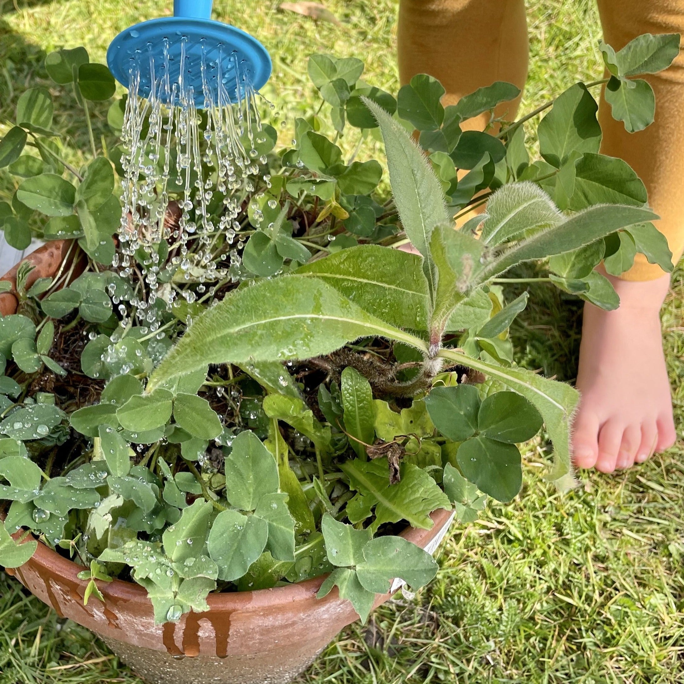 A plant pot full of wildflower seedlings grown from Ruby & Bo plantable paper shapes