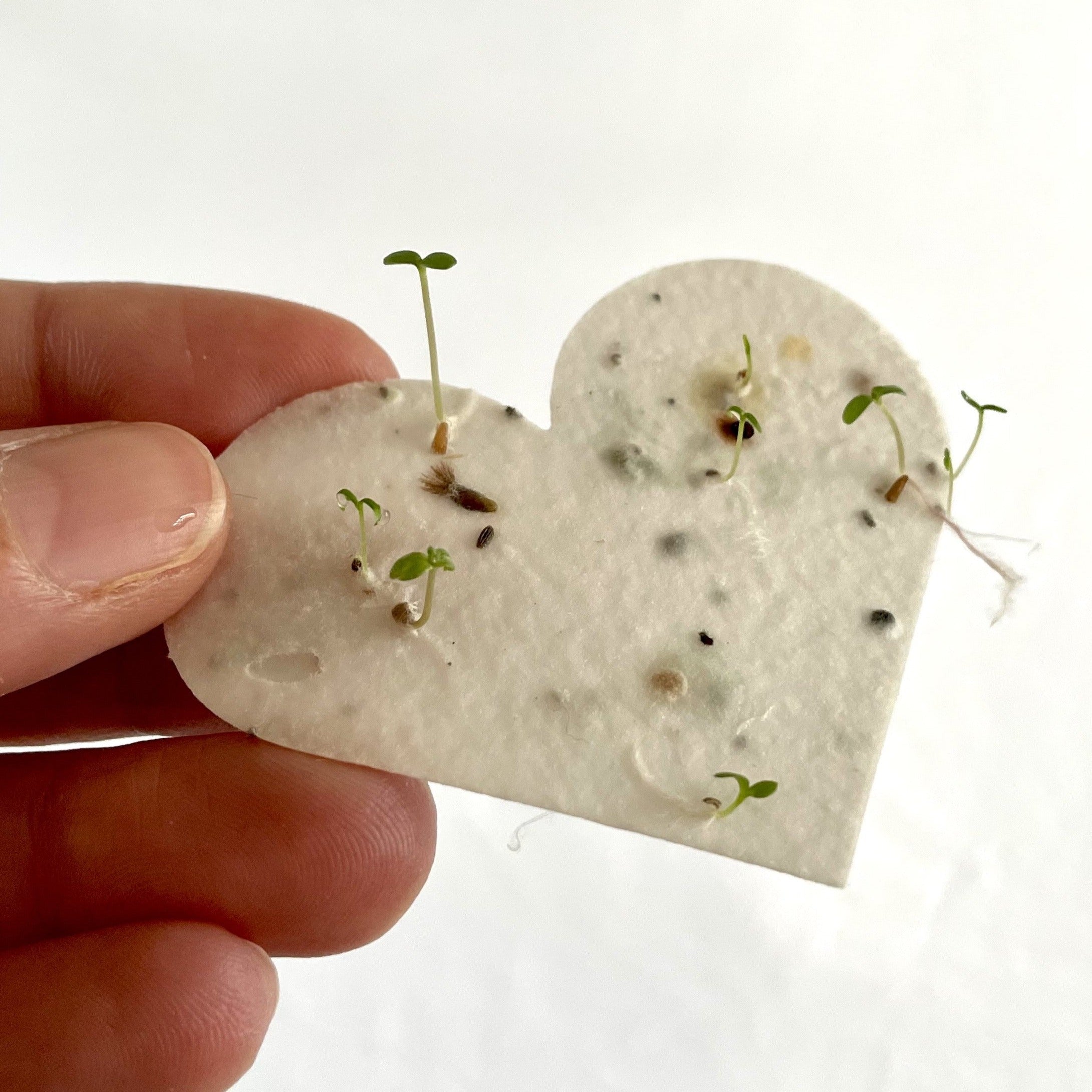 A Ruby & Bo plantable paper heart sprouting wildflower seedlings