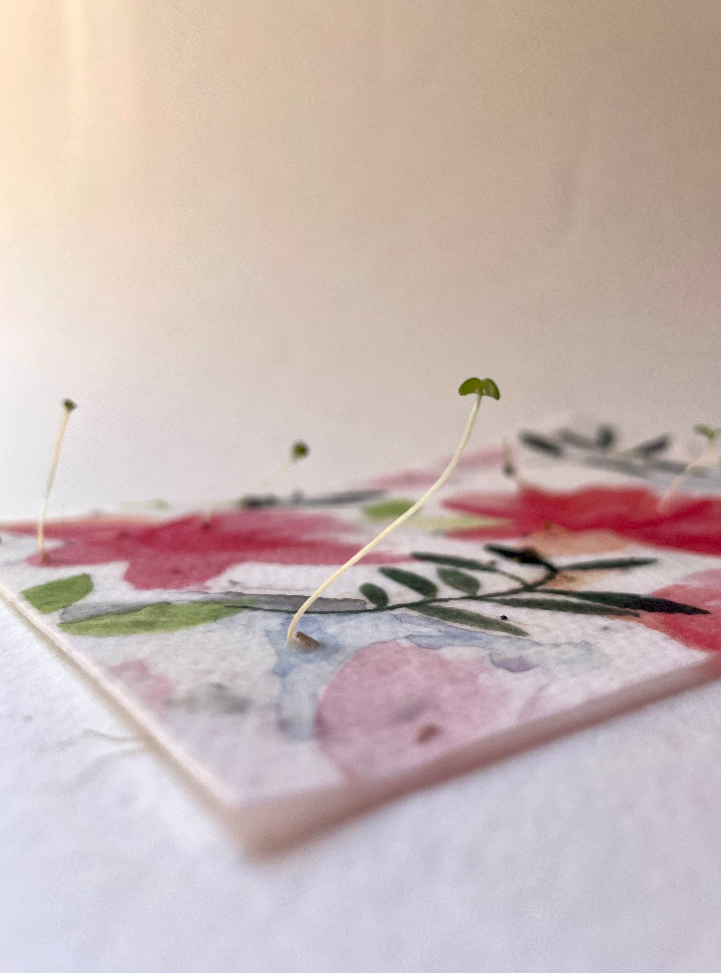 roses plantable card growing wildflower seedlings