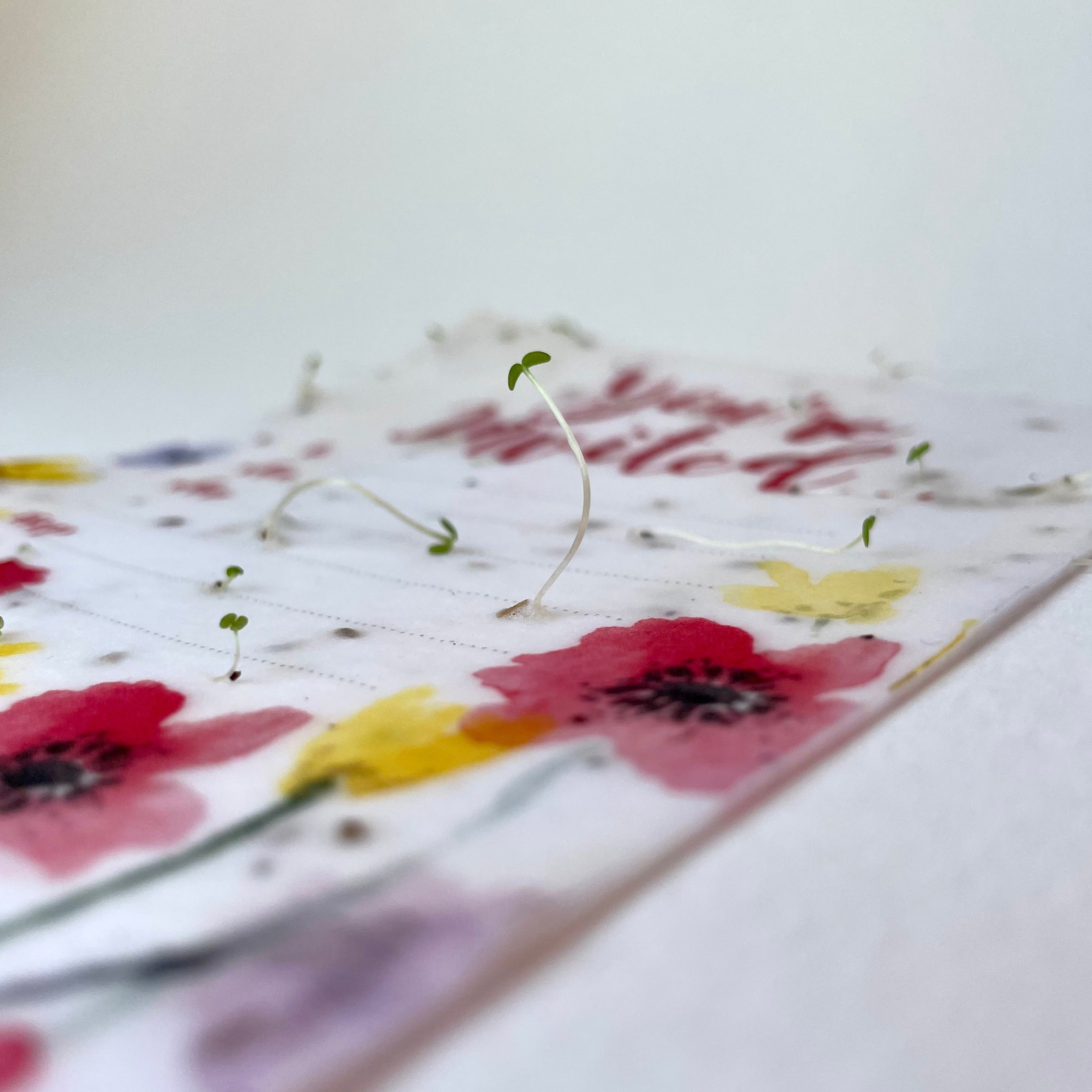 Poppy Meadow Plantable Invitation Set