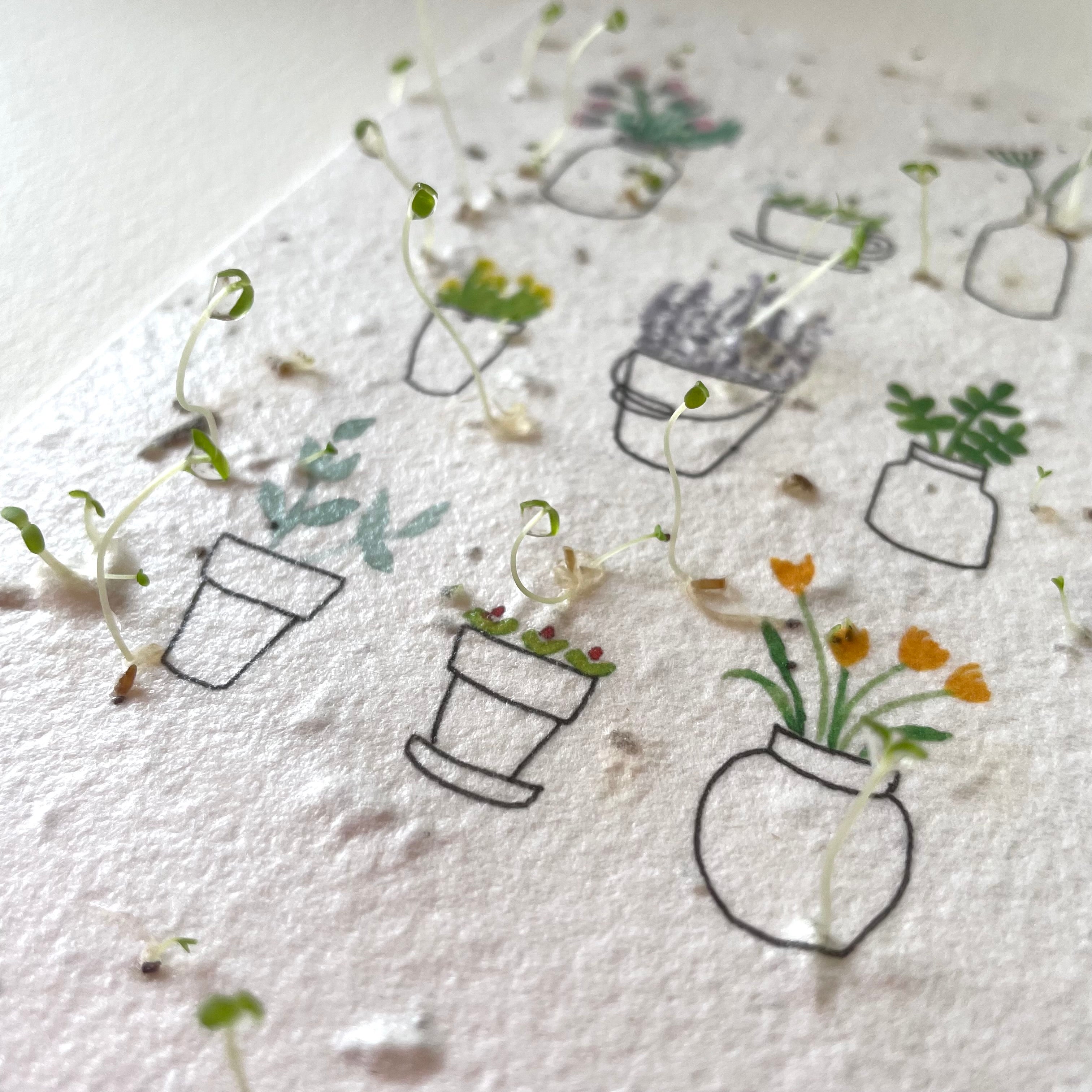 Ruby & Bo Plantable Pot Plant Card growing seedlings