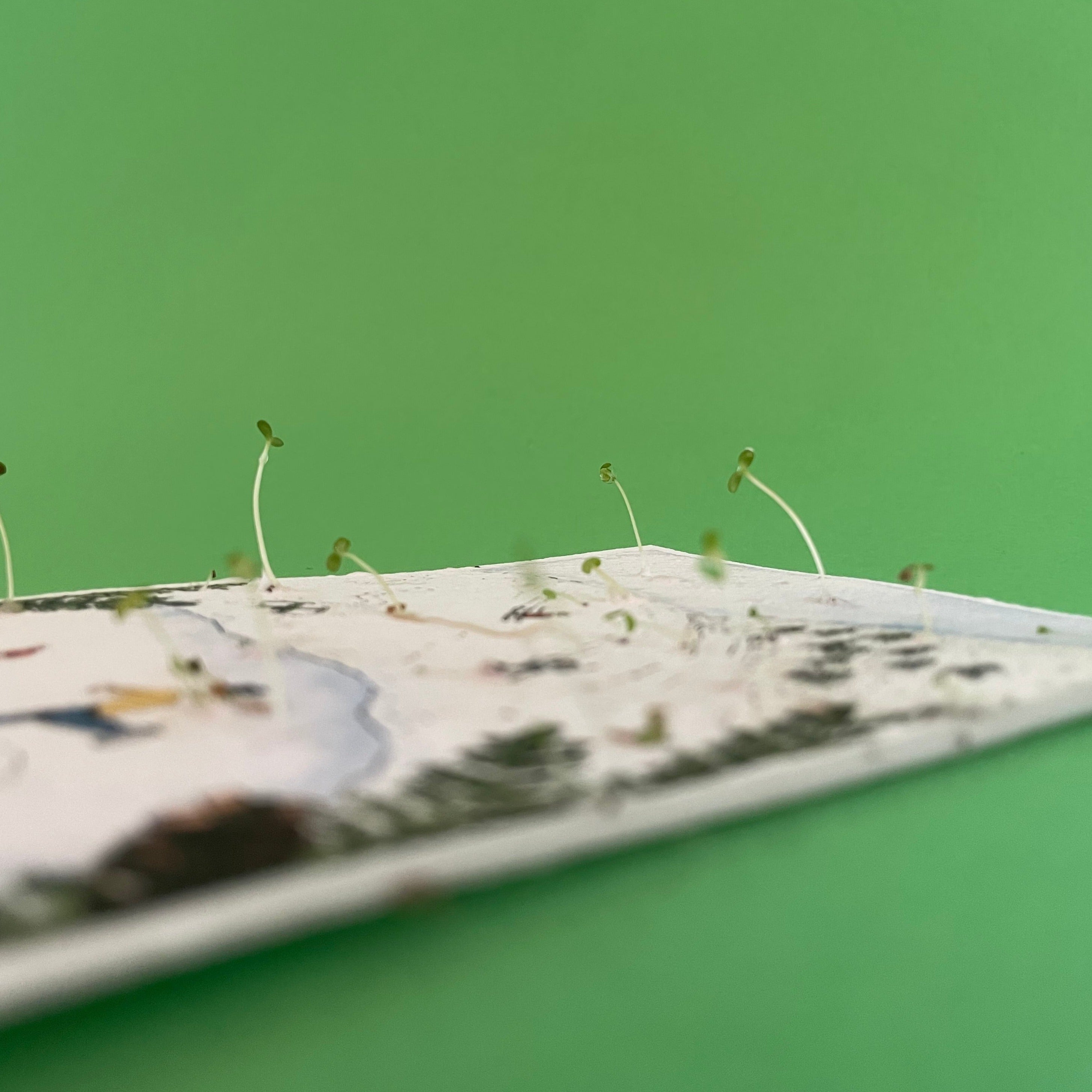 Ruby & Bo Skaters & Skiers Plantable Christmas Card