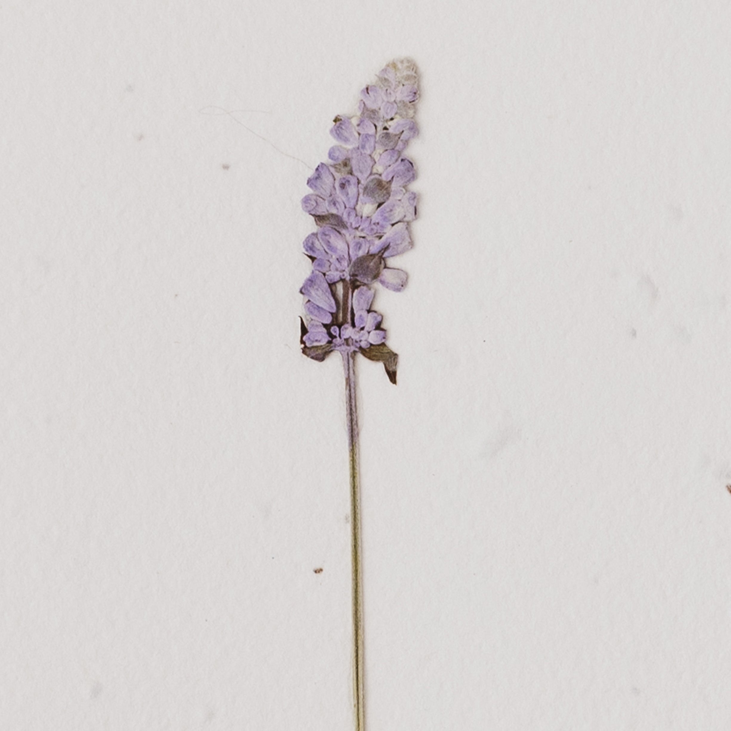 Pressed Lavender