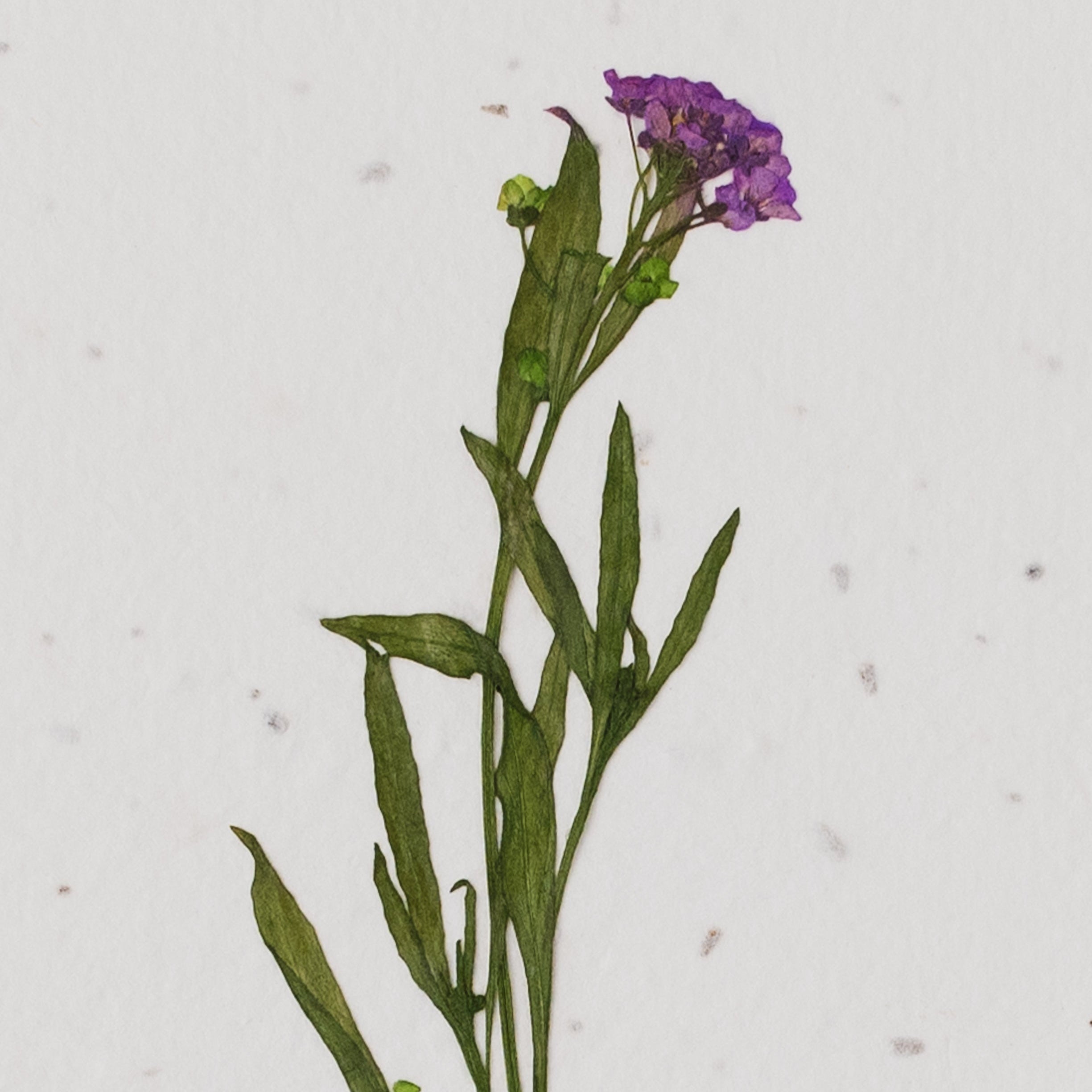 Pressed Flower Plantable Card, Purple Stem