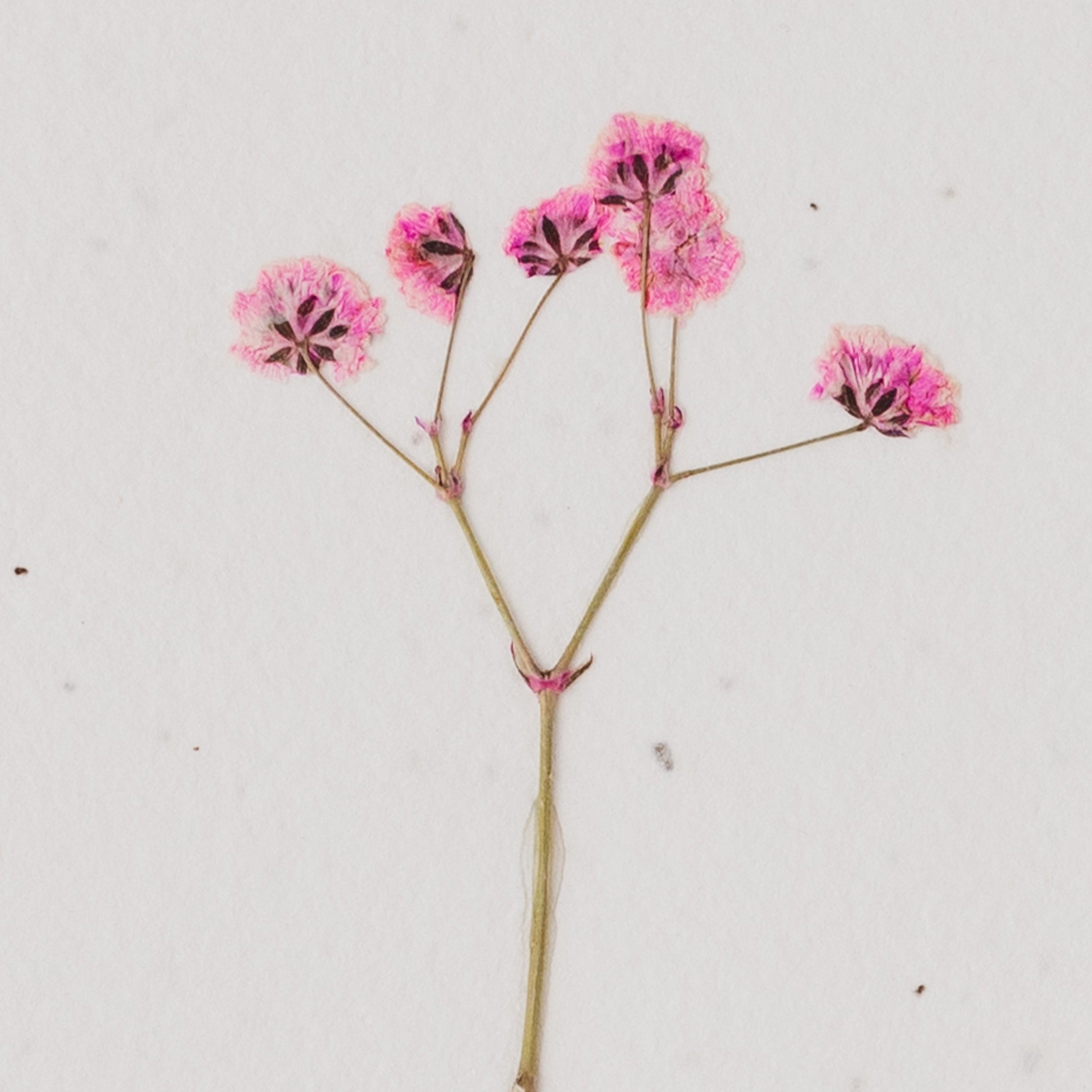 Pressed Flower Plantable Card, Pink Stem