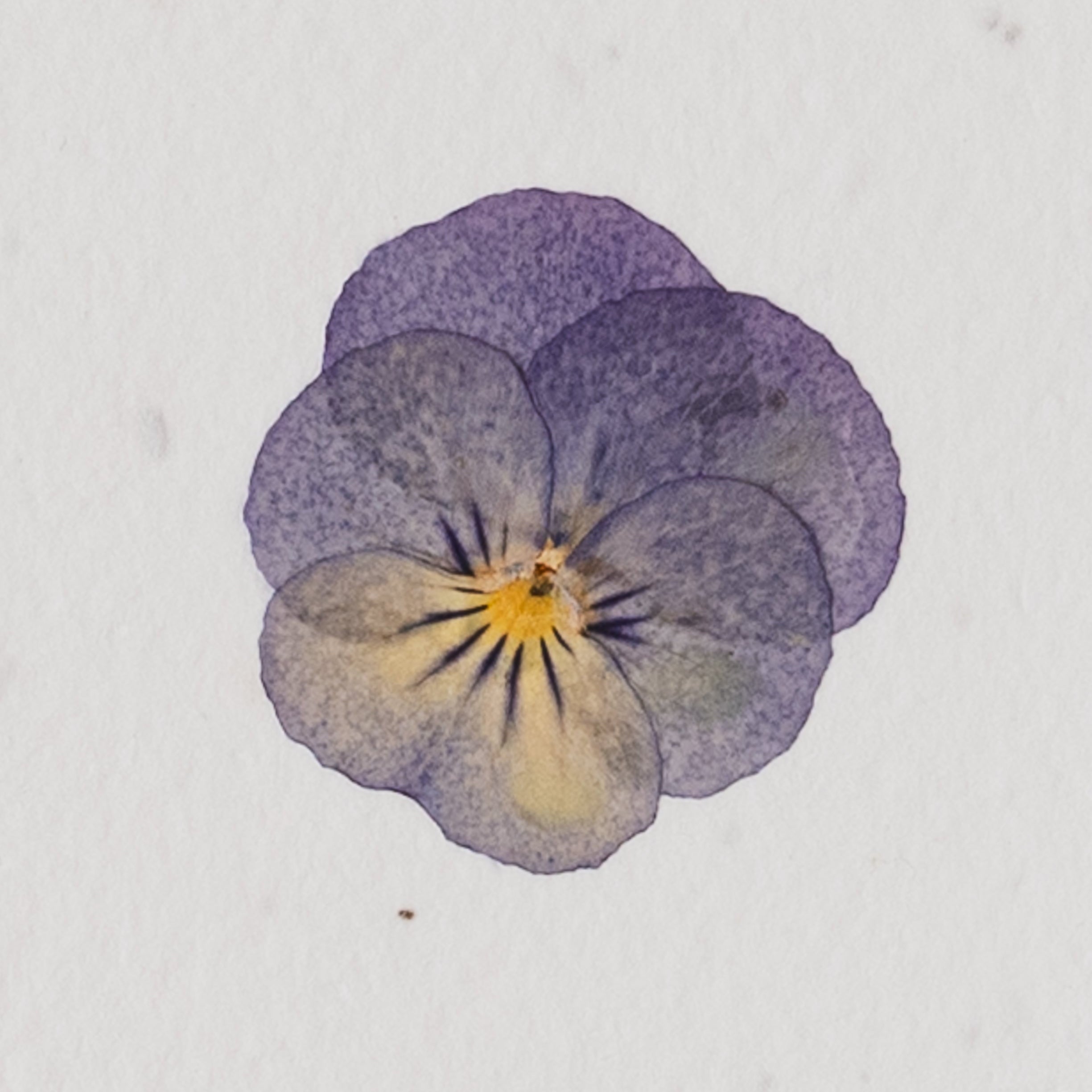 Pansy Pressed Flower Notecard