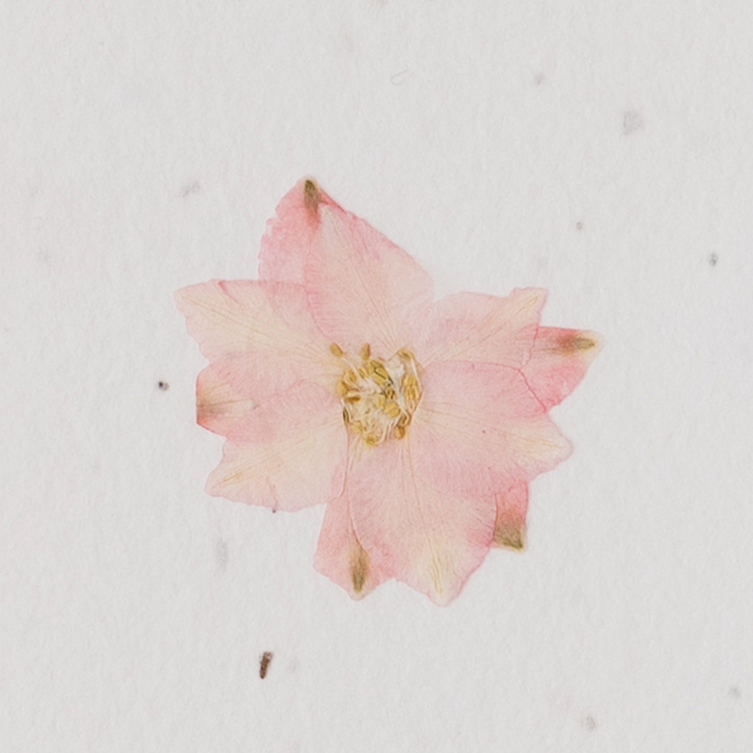 Pressed Flower Plantable Notecard, Pink Flower