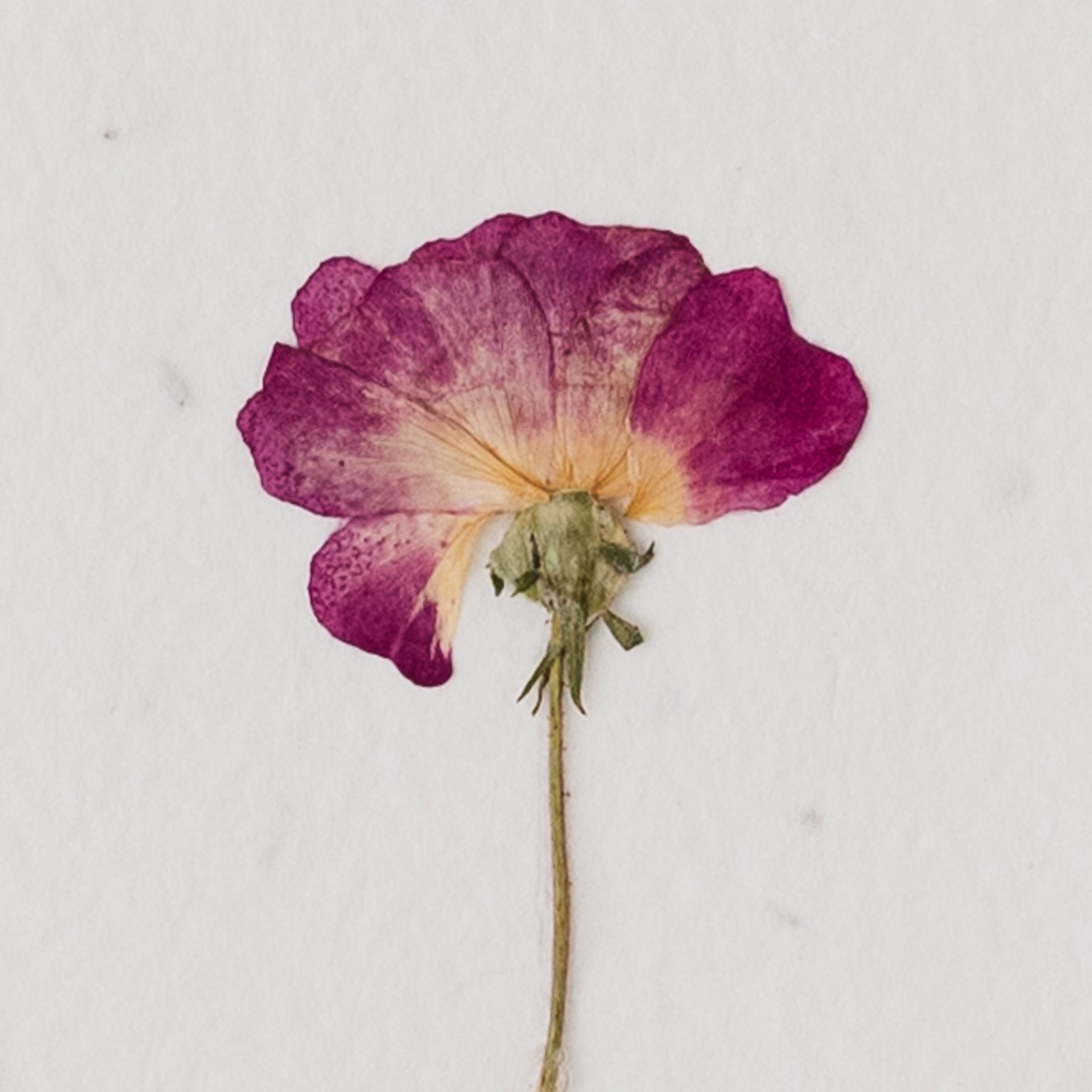Pressed Flower Plantable Notecard, Crimson Rose