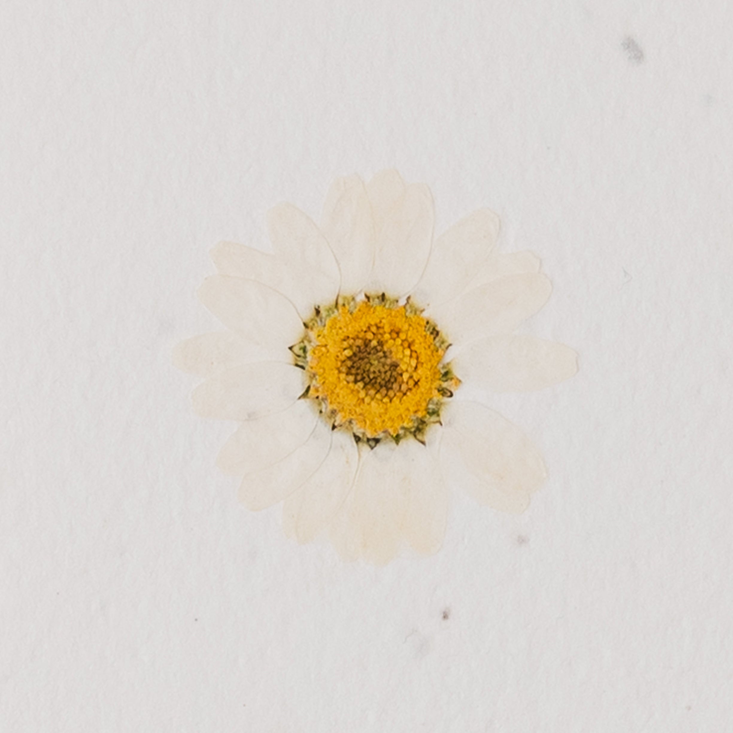 Real Pressed Flower Plantable Notecard, Daisy