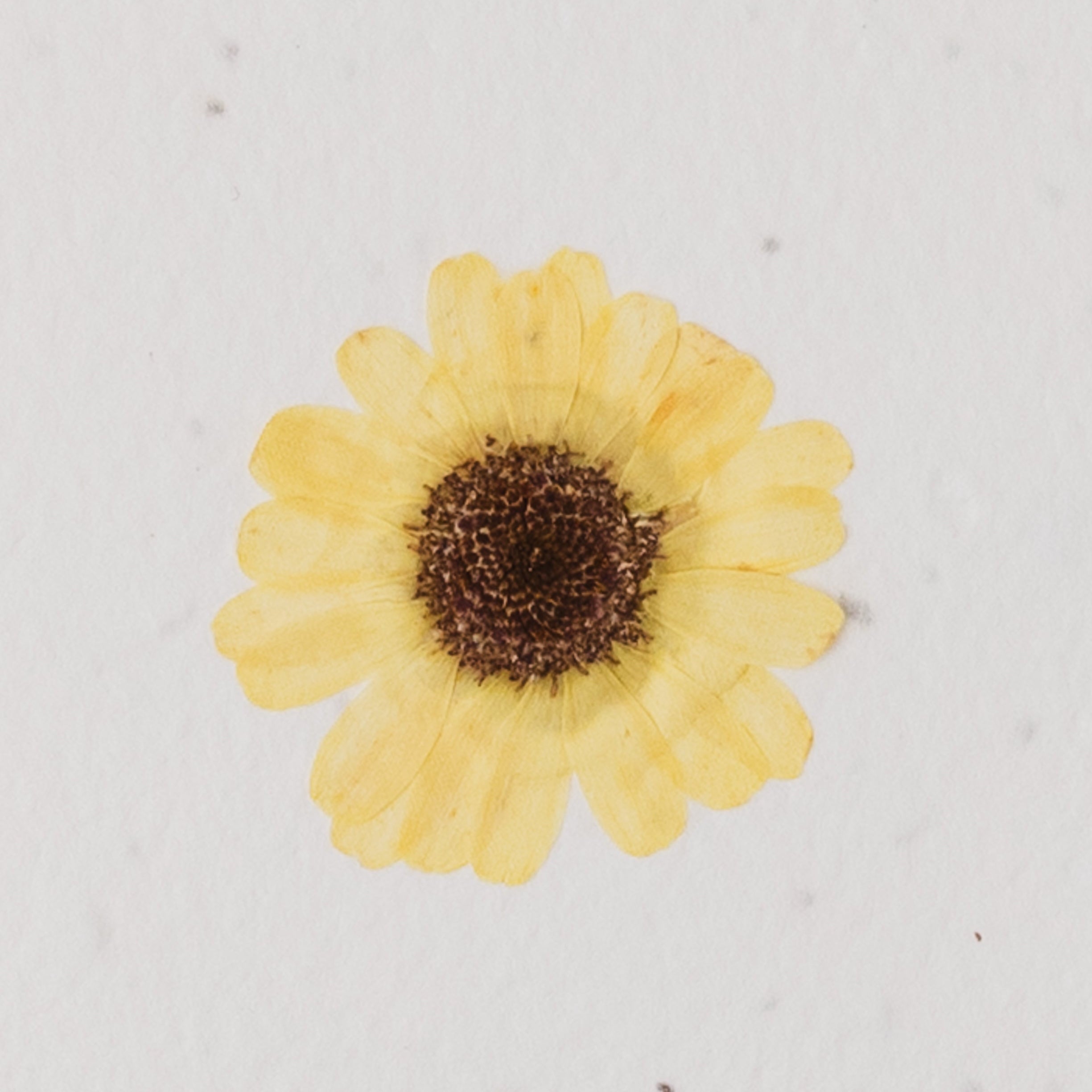 Real Pressed Flower Plantable Notecard, Yellow Daisy