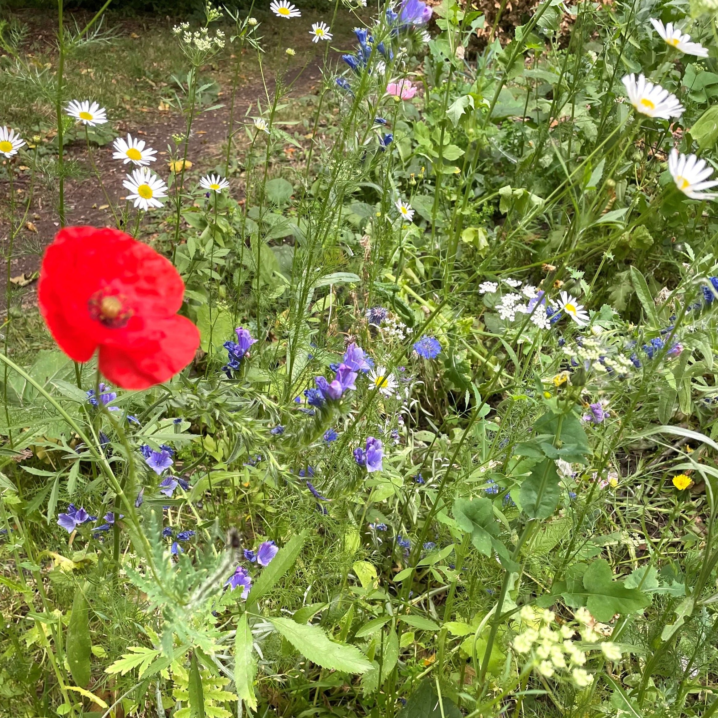 British wildflowers grown from Ruby & Bo plantable paper