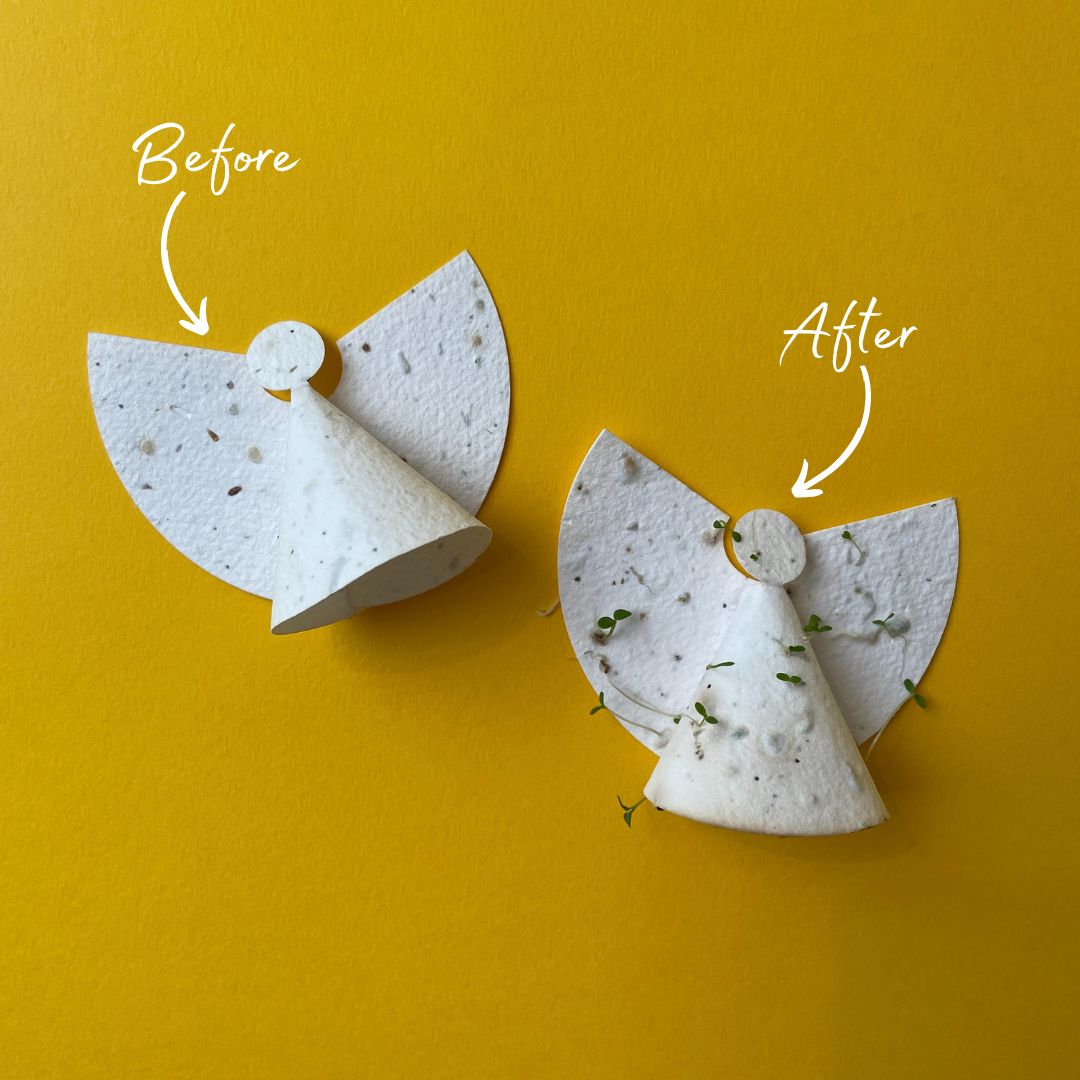 Ruby & Bo plantable paper angels before and after germinating