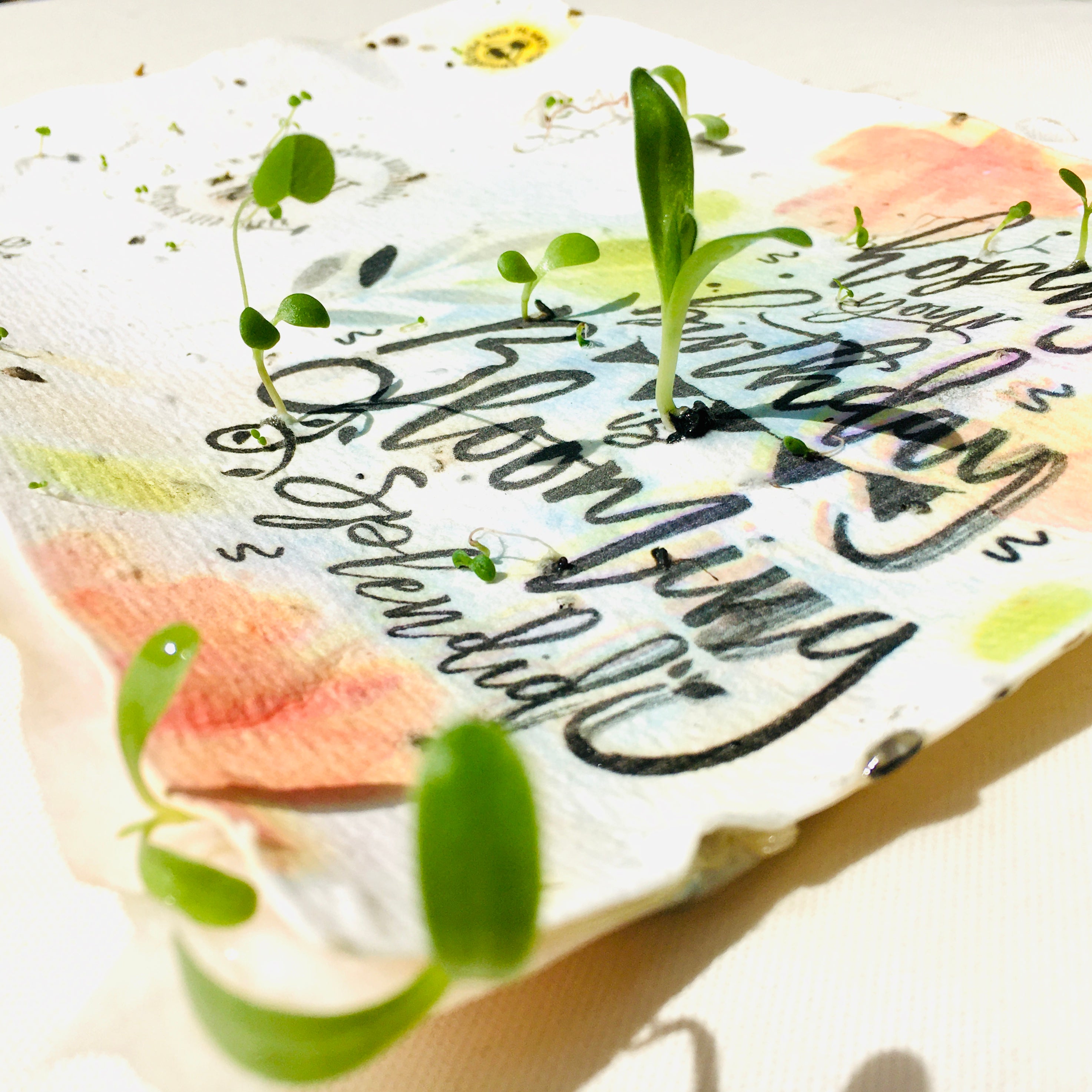 Blooming Splendid Birthday Card