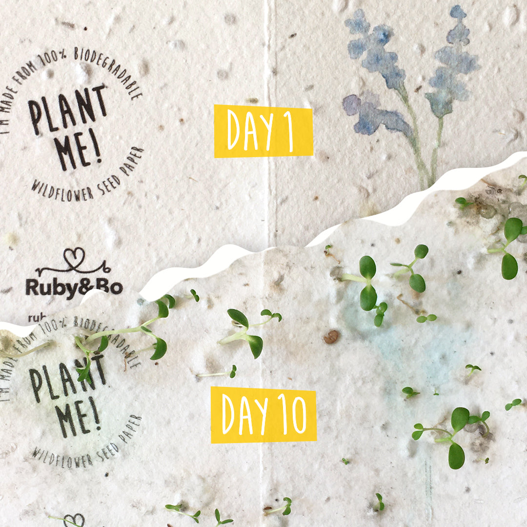 Thank You Plantable Notecard Set of 3