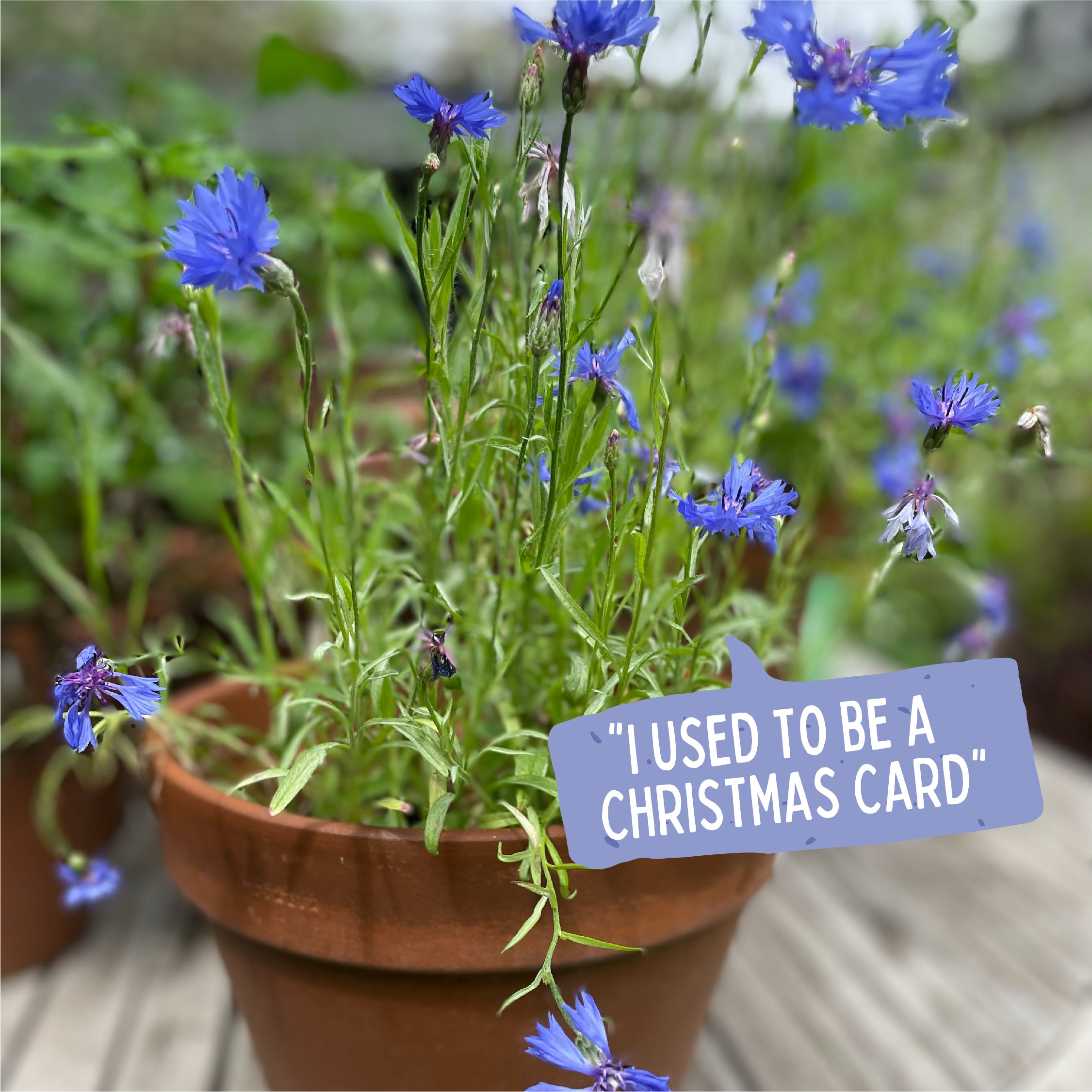 Forest Plantable Card Set of 3