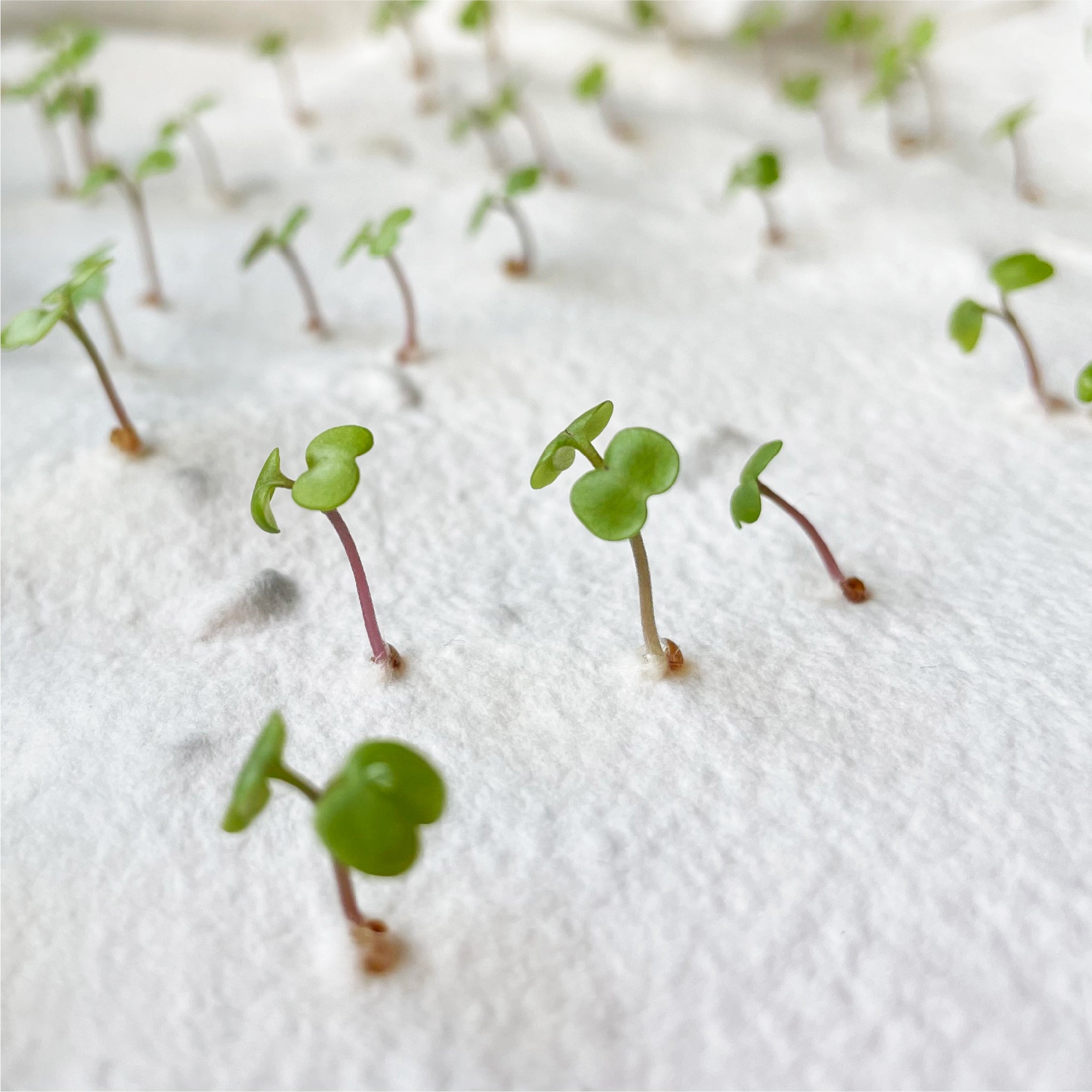 Plantable Paper