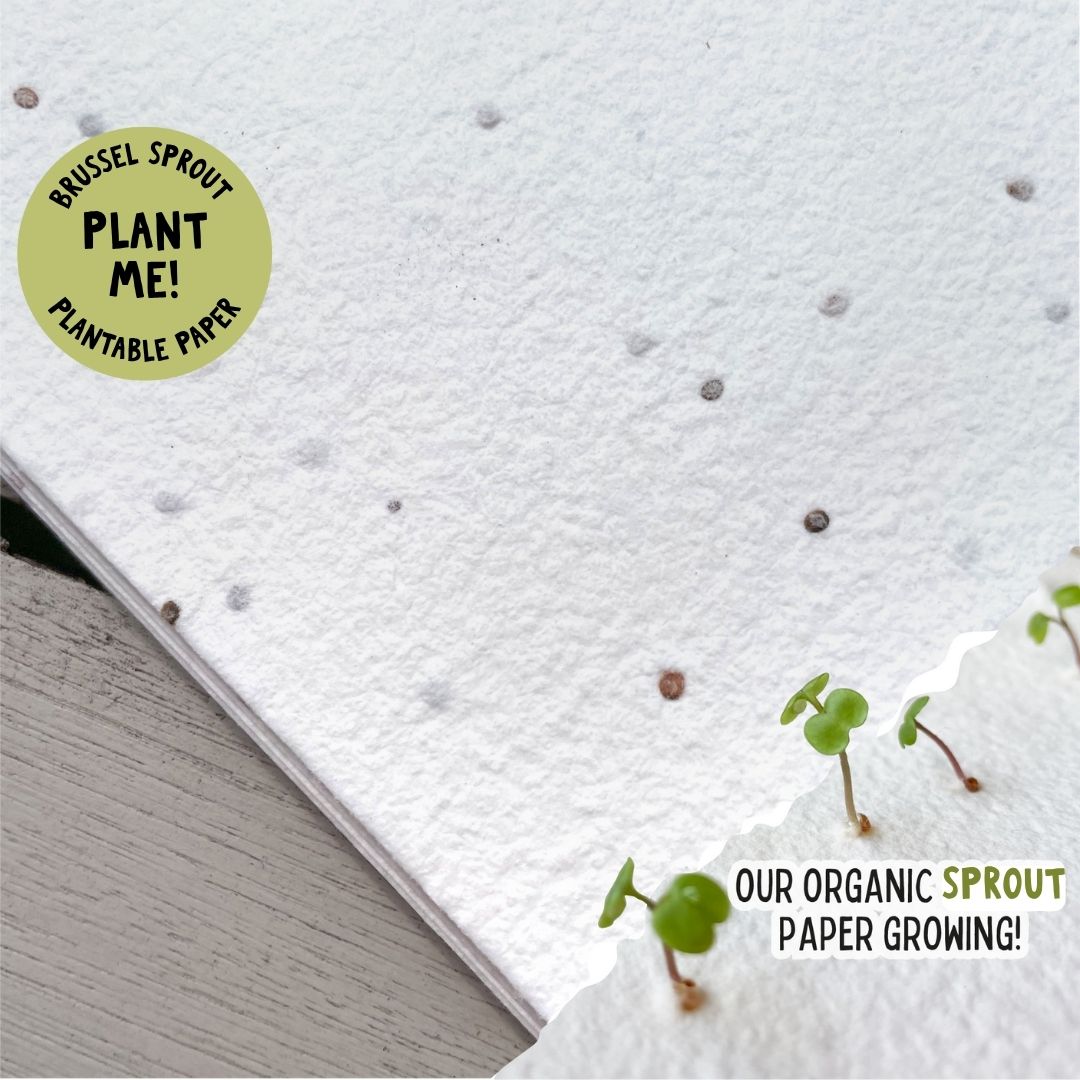 Brussel Sprout seed paper
