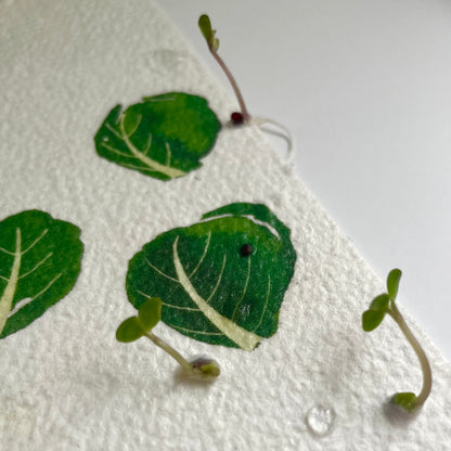 Brussel Sprout seed paper growing