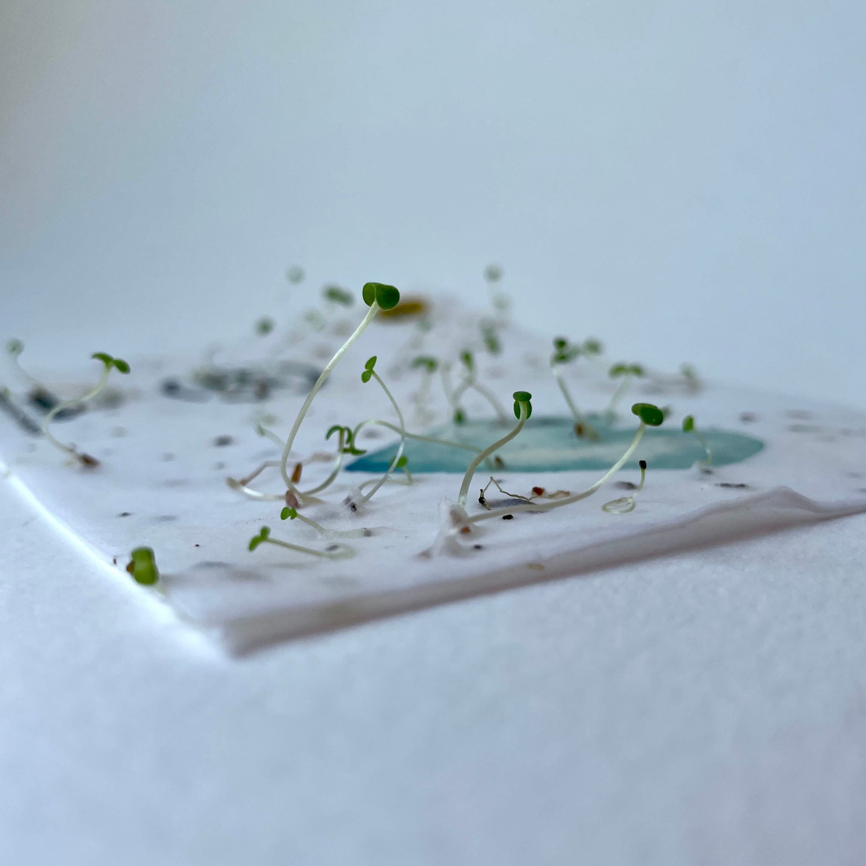 plantable notecard growing wildflower seedlings