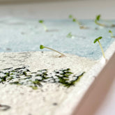 Ruby & Bo Winter Fox Plantable Christmas Card growing wildflower seedlings