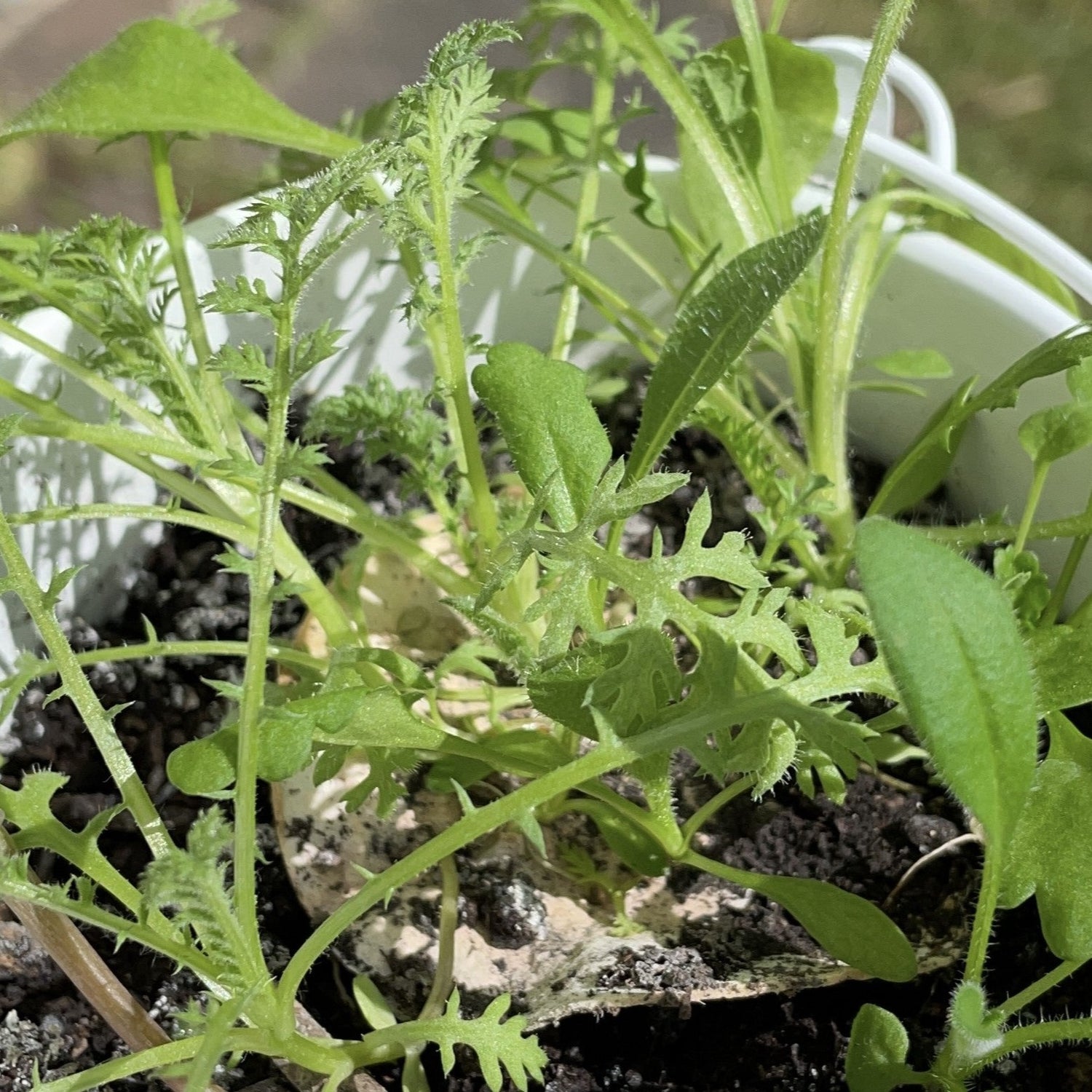 Wildflower Seedlings grown from Ruby &amp; Bo plantable paper shapes