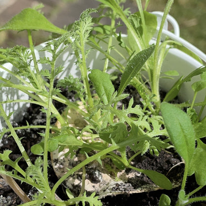 Ruby &amp; Bo plantable paper growing wildflower seedlings in a white plant pot