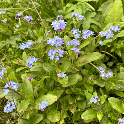 Forget-me-not Plantable Paper