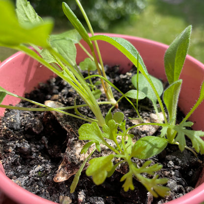 A pink plant pot containing compost and a Ruby &amp; Bo plantable paper star growing wildflowers