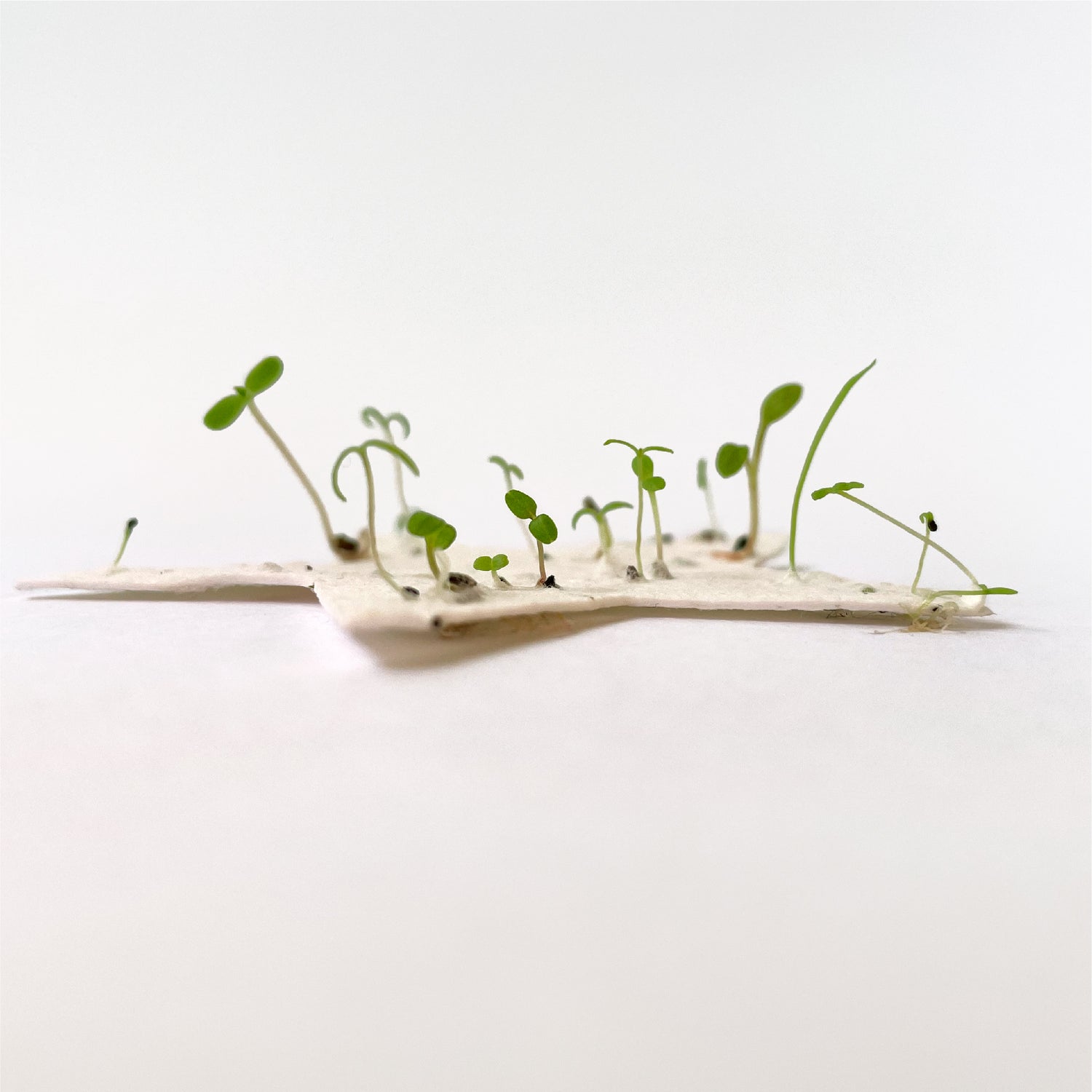 A Ruby &amp; Bo Plantable Paper Star Sprouting wildflower seedlings