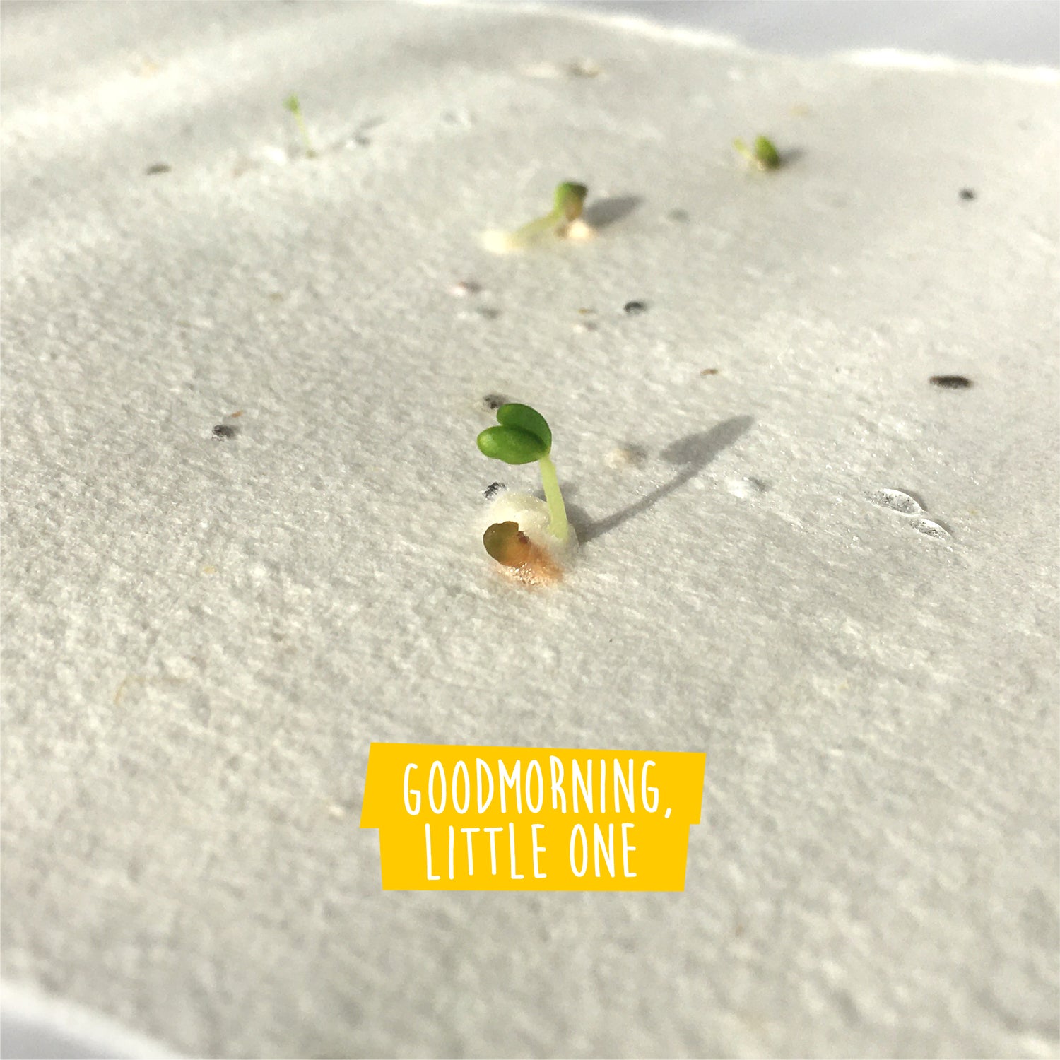 Forget-Me-Not Plantable Hearts