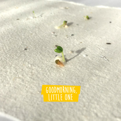 Forget-Me-Not Plantable Hearts