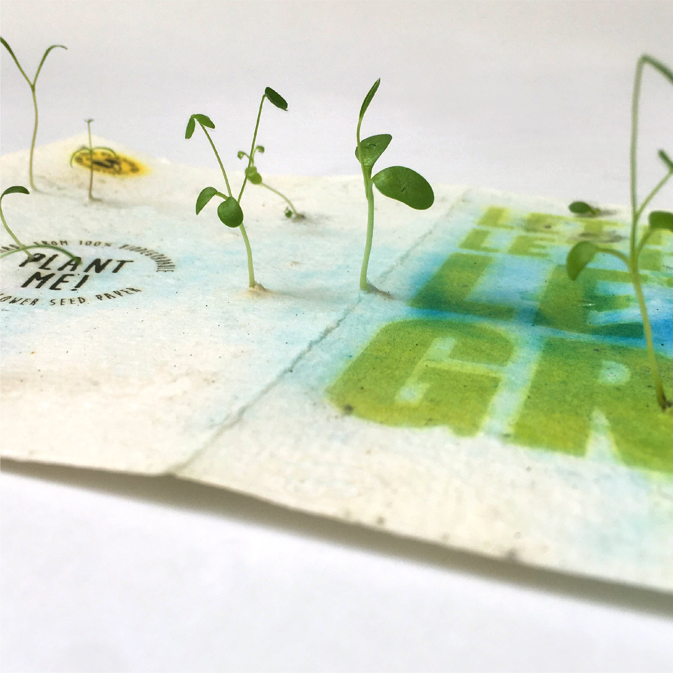 Let it Grow Plantable Christmas Card