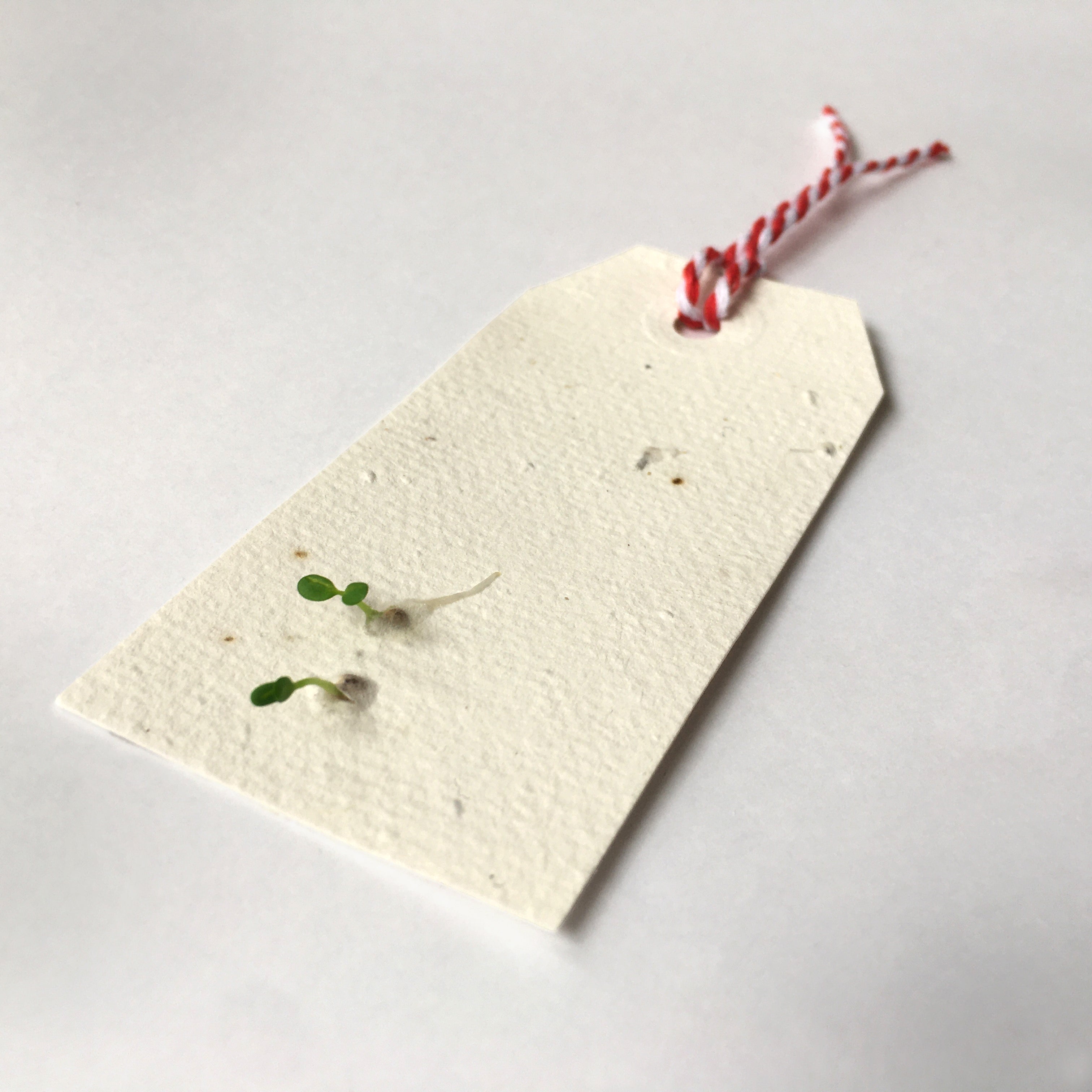 A close up of a Ruby &amp; Bo plantable gift tag growing wildflower seedlings