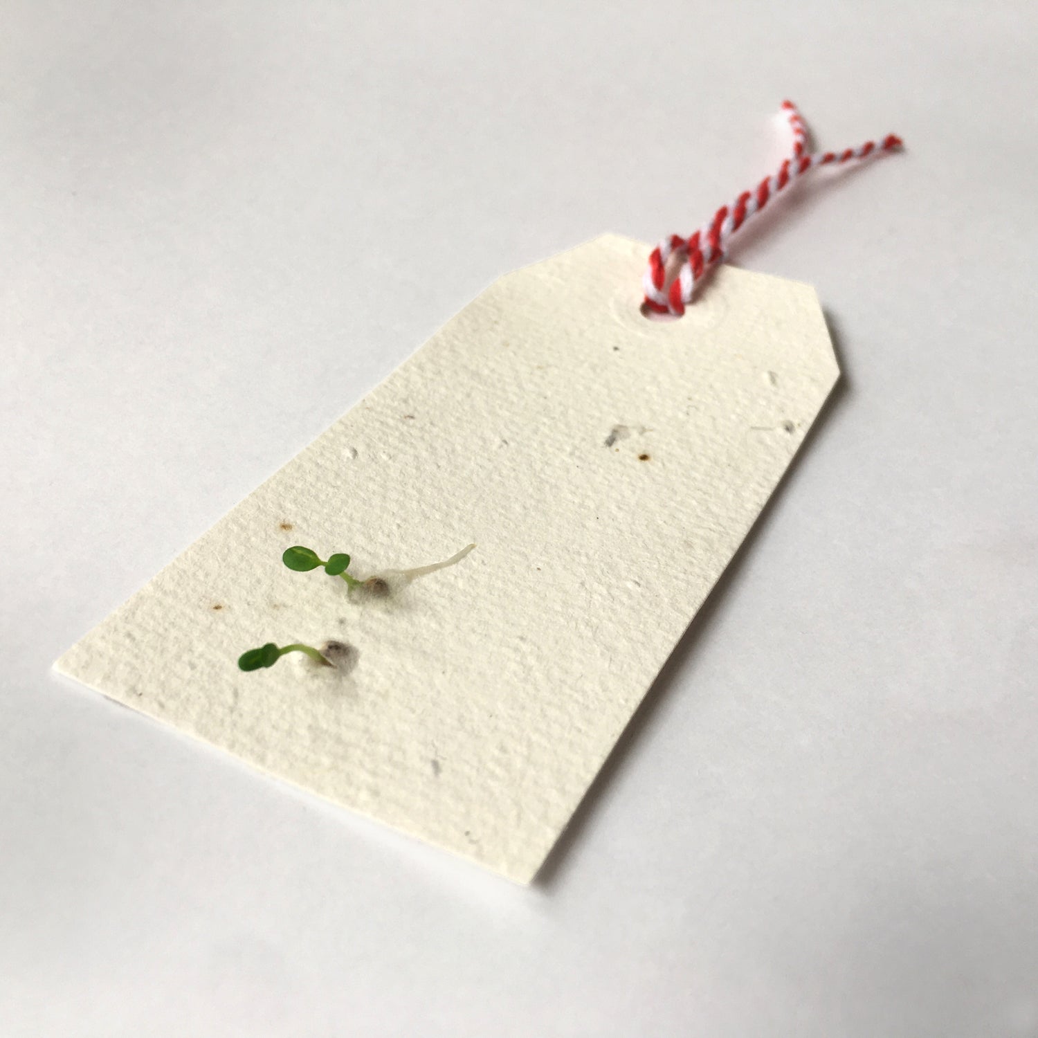 Billy Button Recycled Wrap &amp; Plantable Tag Set